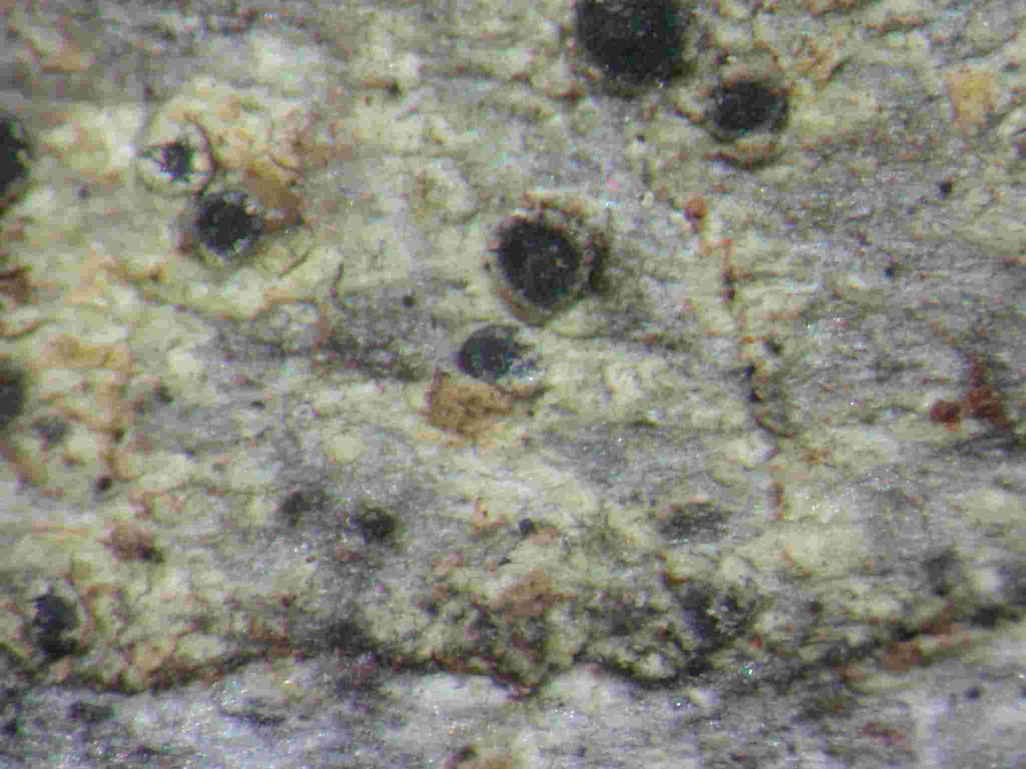 [Rinodina exigua]